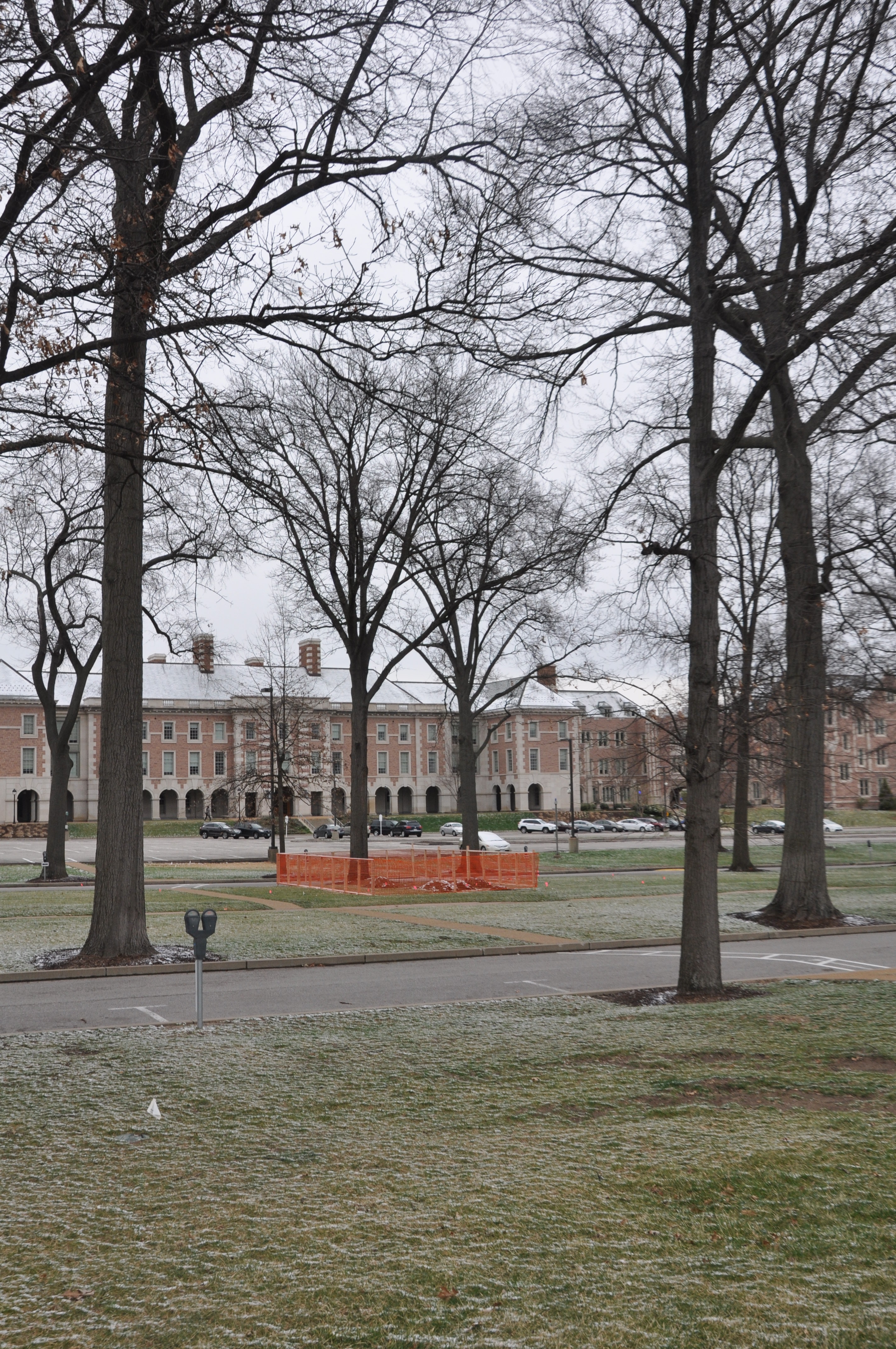 One Tree Center Tree Watcher – The One Tree Project