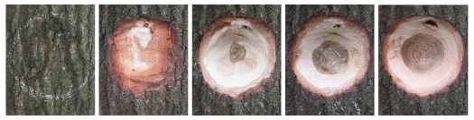 images_sanding process_cropped